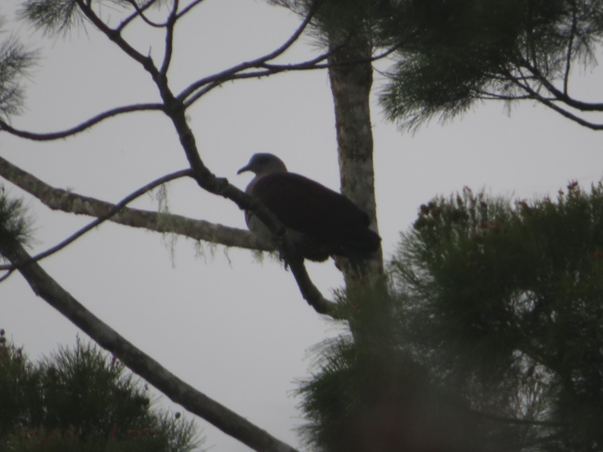 Zoe's Imperial-Pigeon - ML211130411