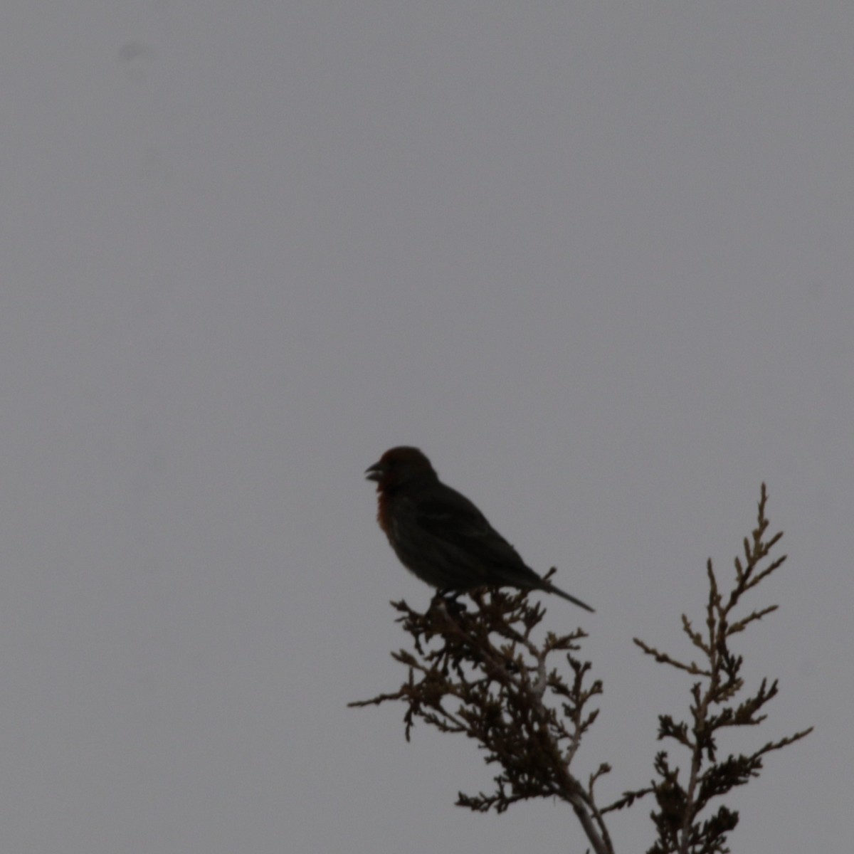 House Finch - ML211131001