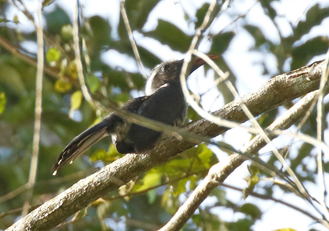 Western Dwarf Hornbill - ML211131171