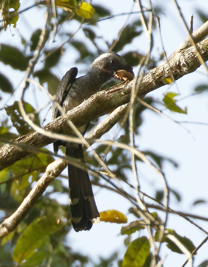 Western Dwarf Hornbill - ML211131181