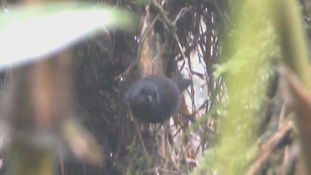 Chusquea Tapaculo - ML211132561