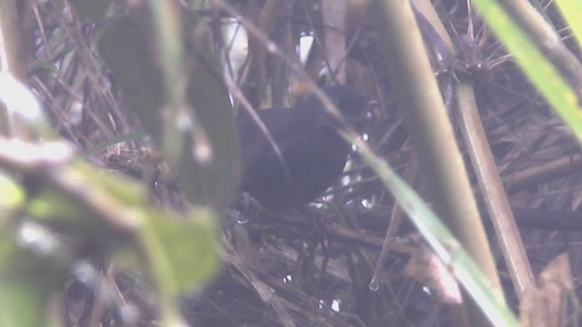 Chusquea Tapaculo - ML211133421