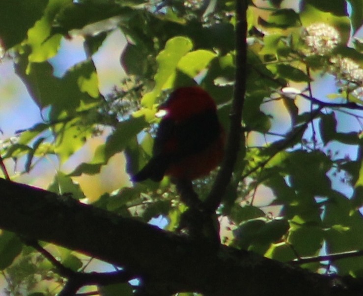 Scarlet Tanager - ML21113371