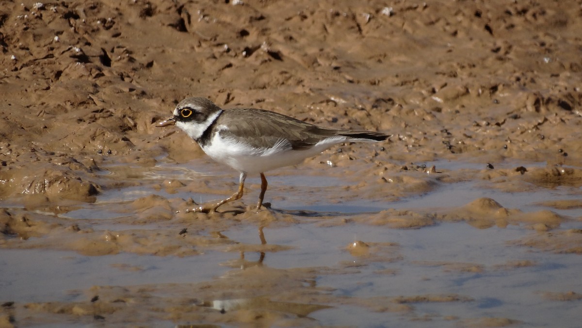 Little Ringed Plover - ML211133771