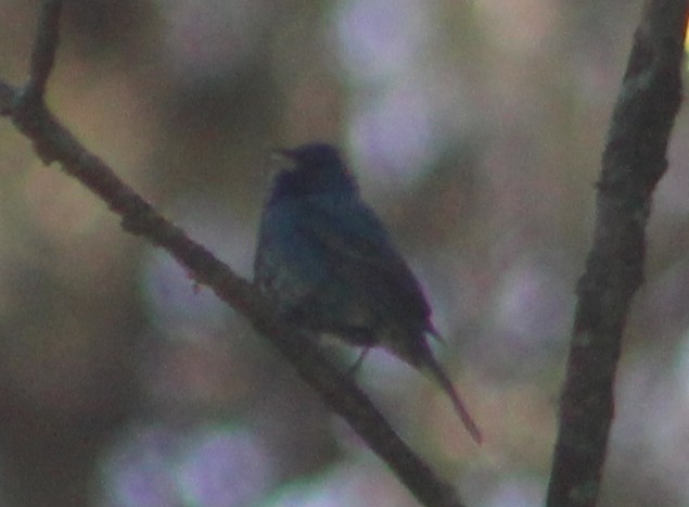 Indigo Bunting - ML21113401