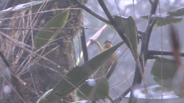 マミジロモリフウキンチョウ - ML211134711