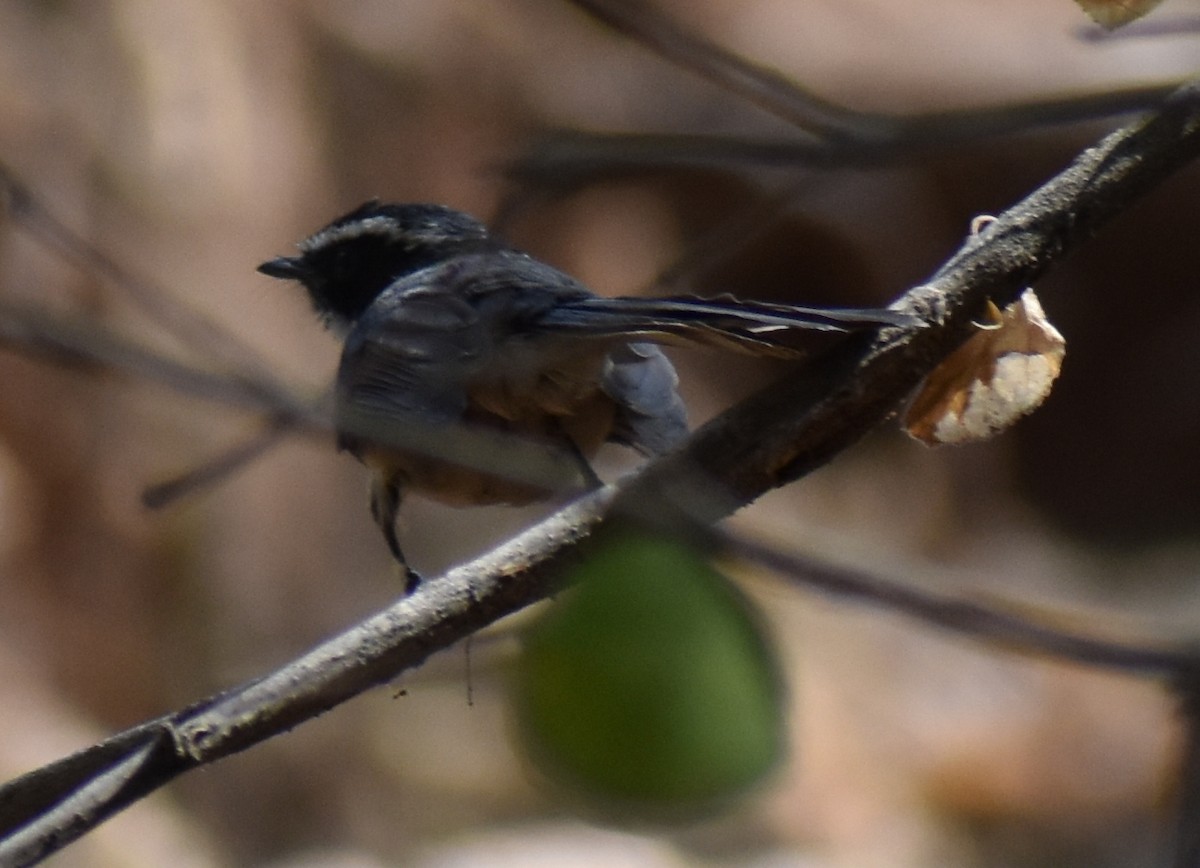 Spot-breasted Fantail - ML211135091