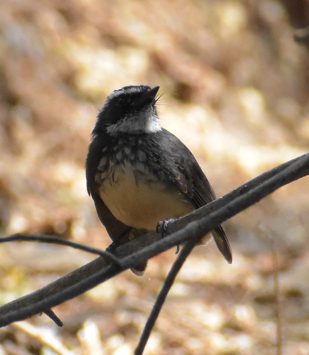 Spot-breasted Fantail - ML211135151