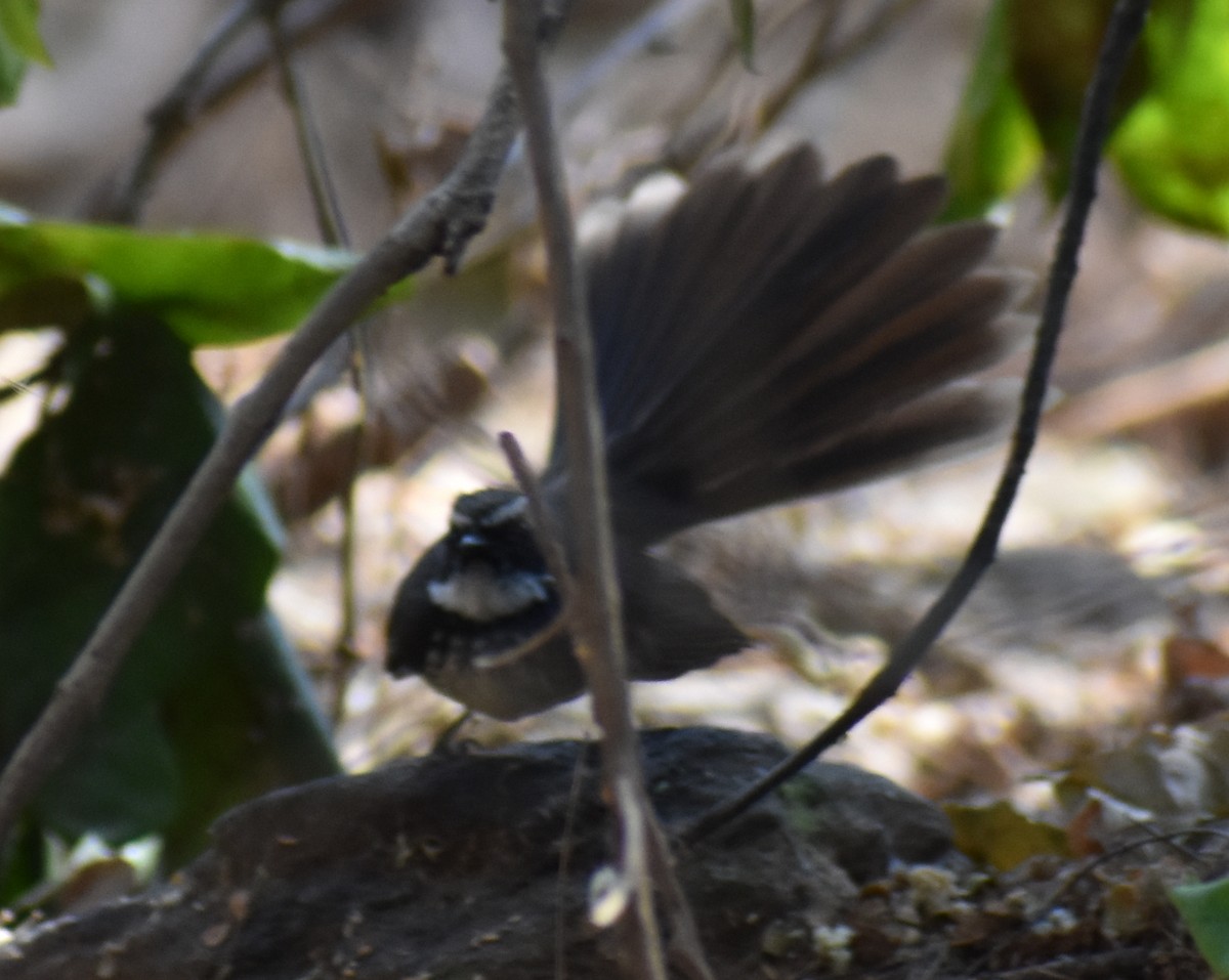 Spot-breasted Fantail - ML211135231