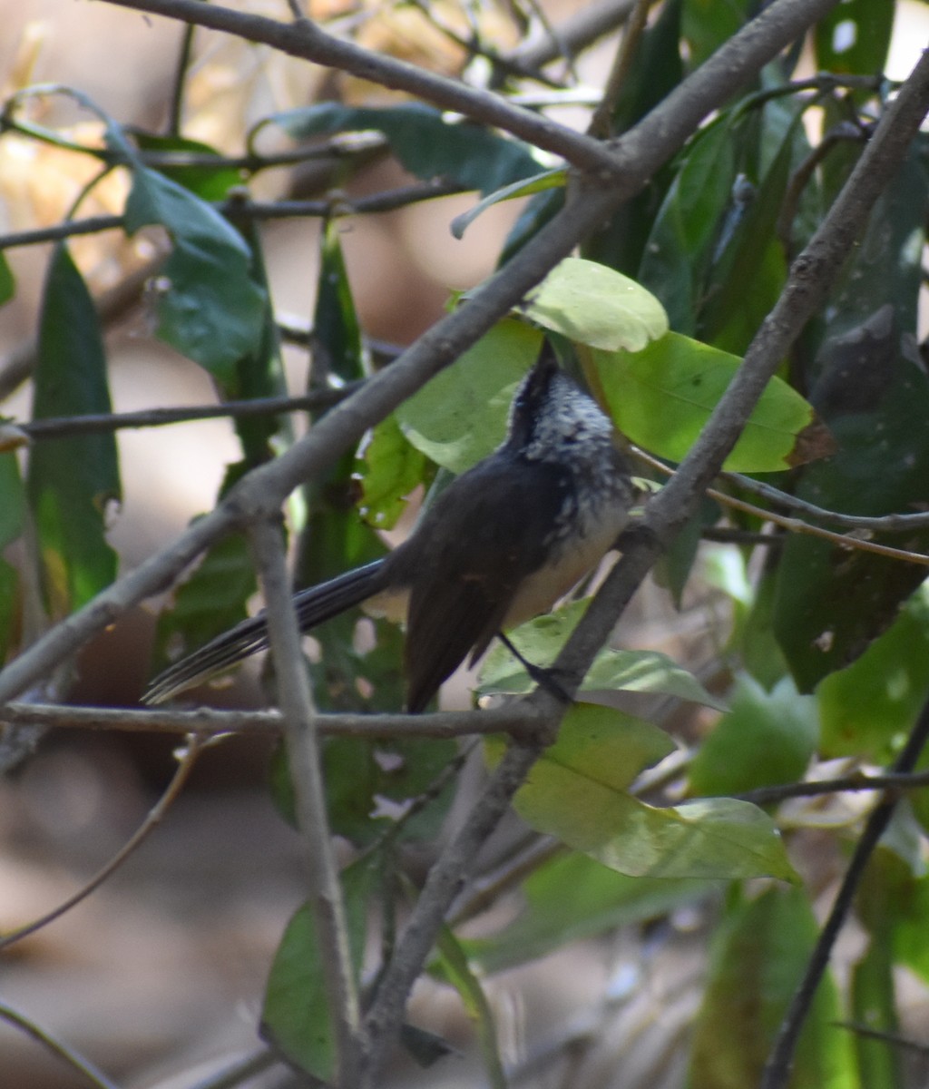 Spot-breasted Fantail - ML211135371