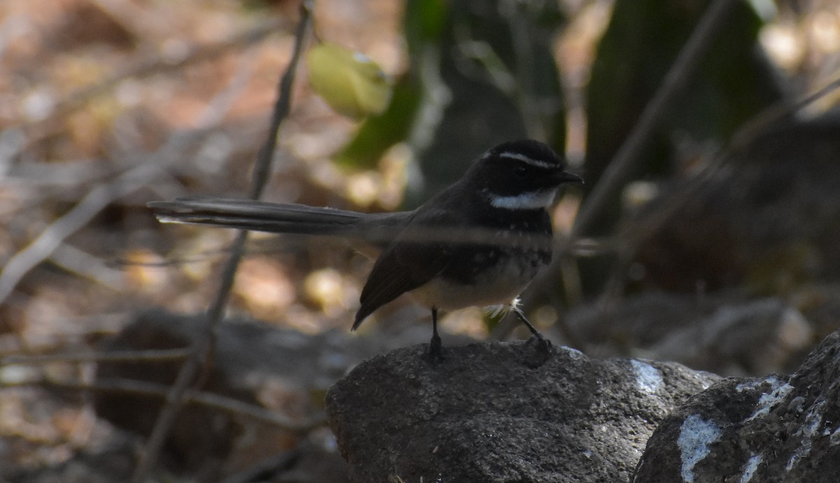 Spot-breasted Fantail - ML211135431