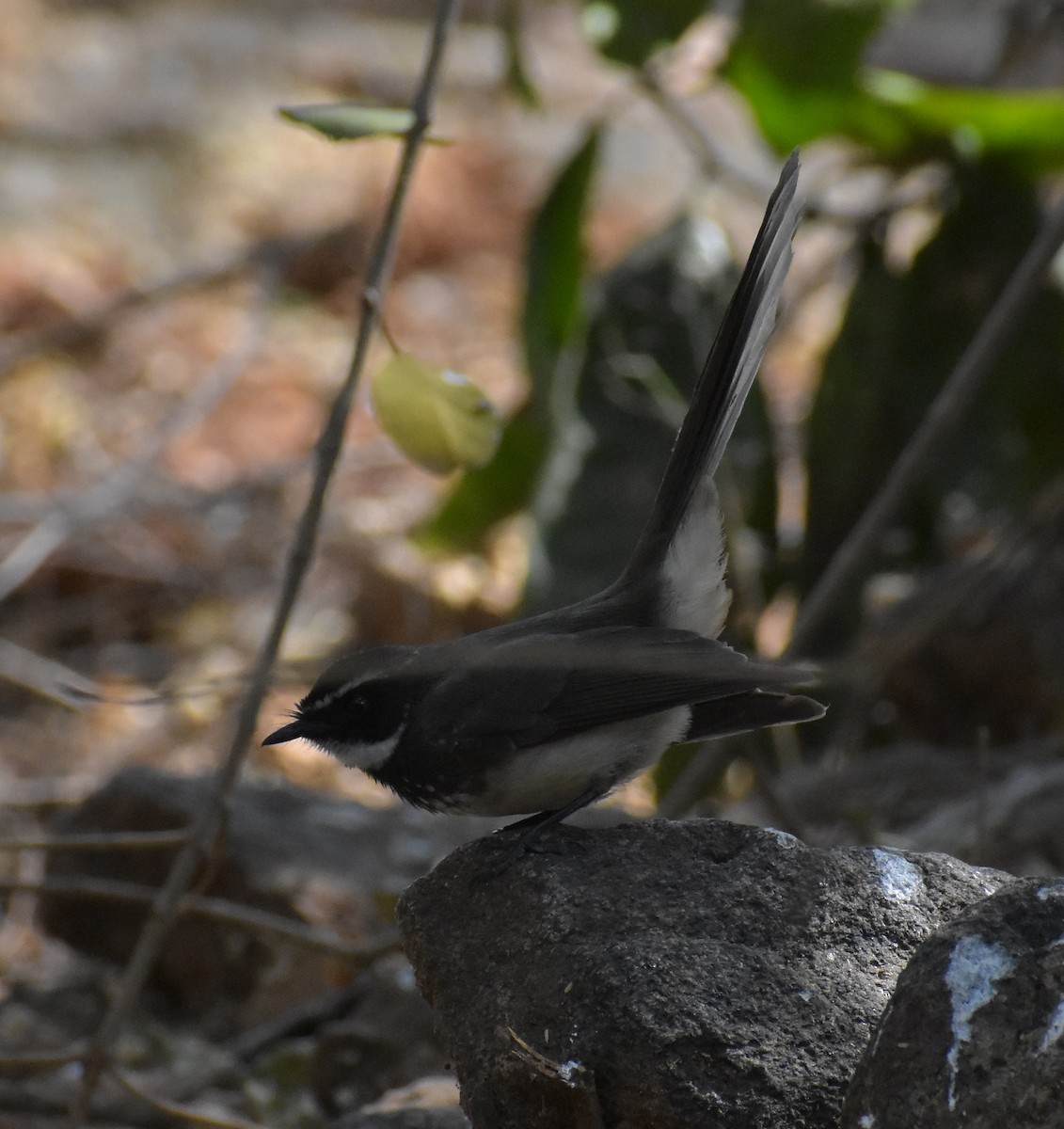 Spot-breasted Fantail - ML211135481