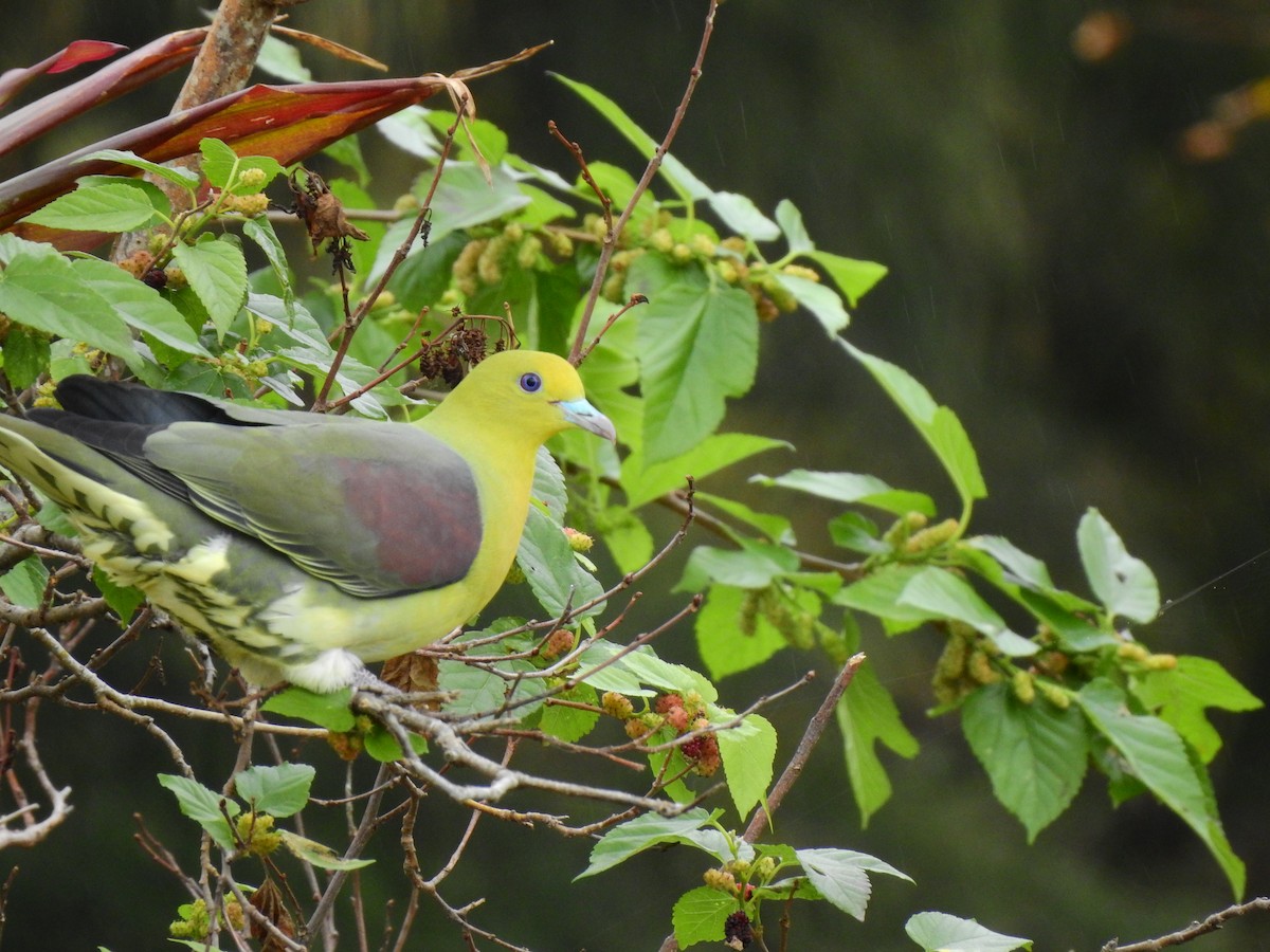 White-bellied Green-Pigeon - ML211135501