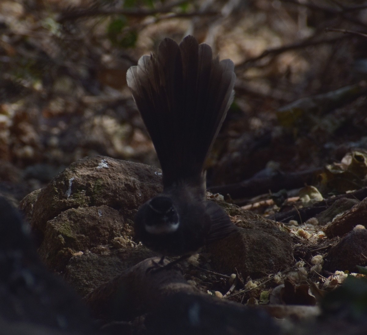 Spot-breasted Fantail - ML211135541