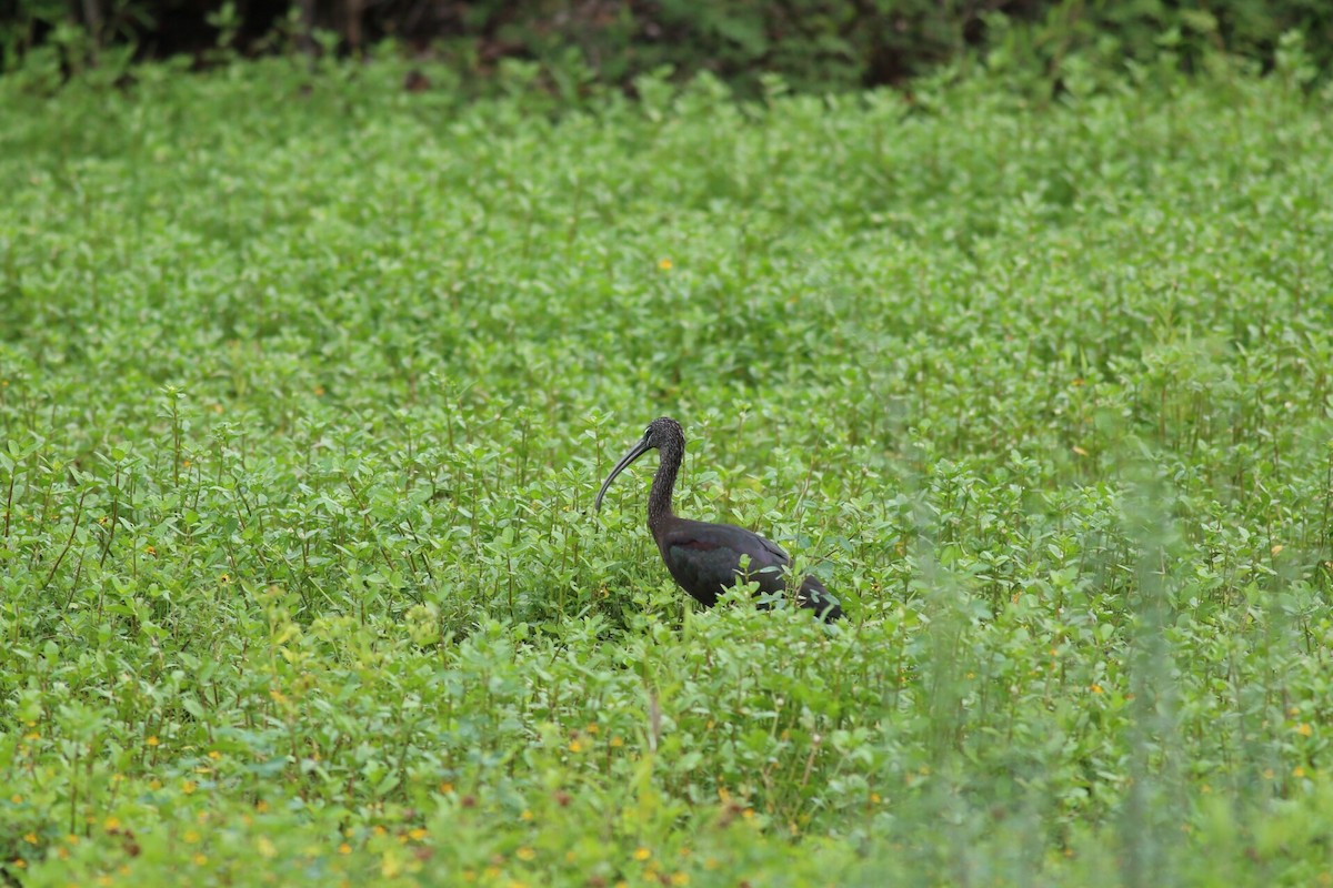 ibis hnědý - ML21113601