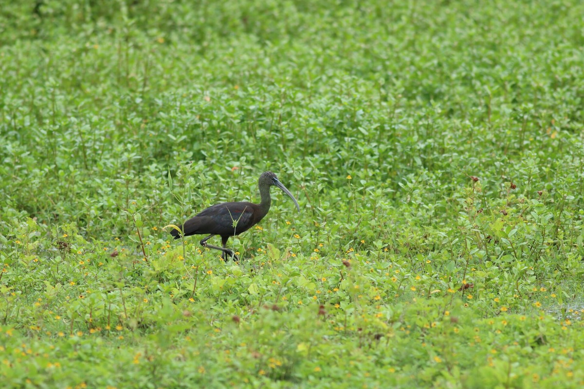 ibis hnědý - ML21113611