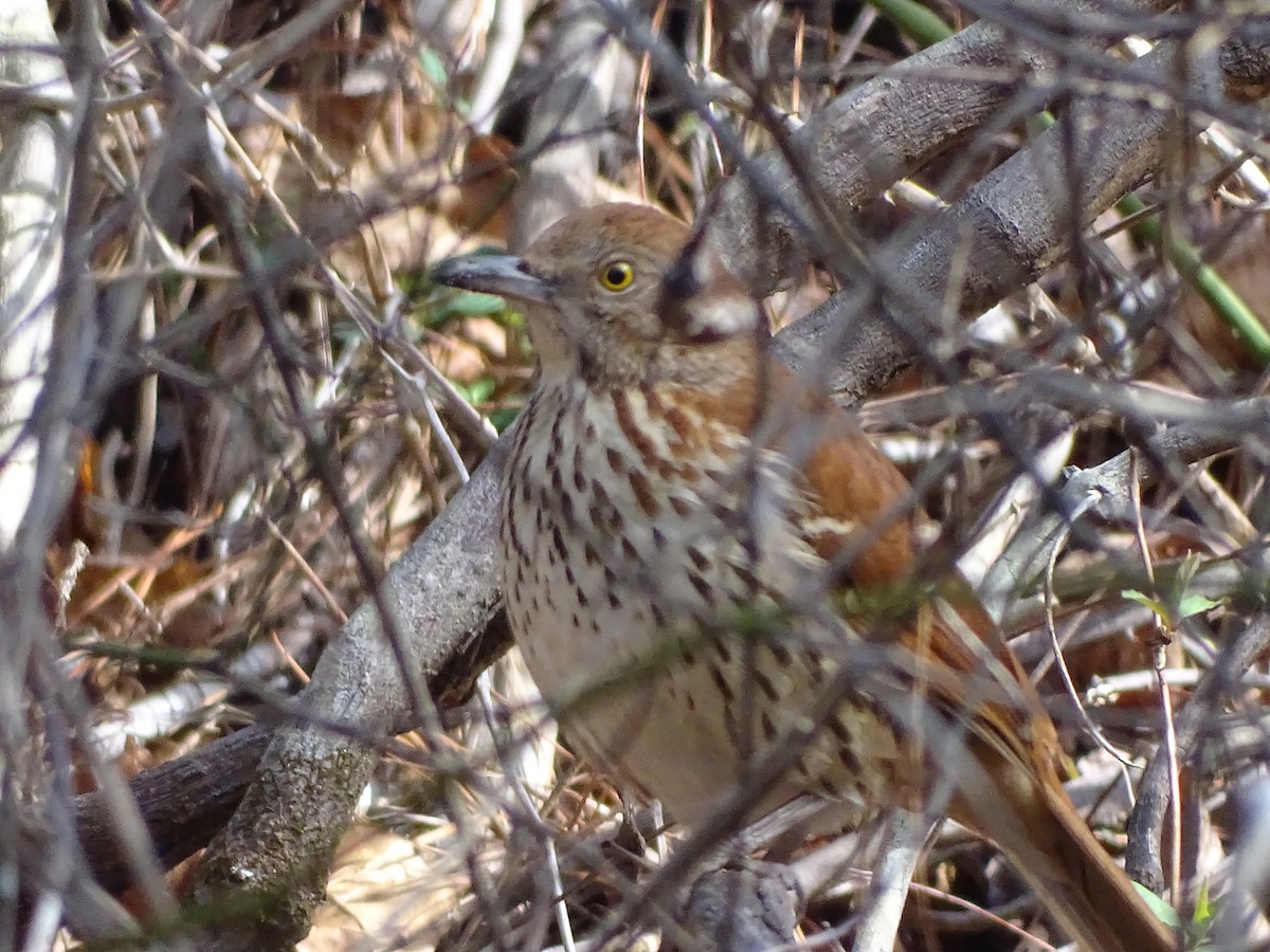 Brown Thrasher - ML211139761