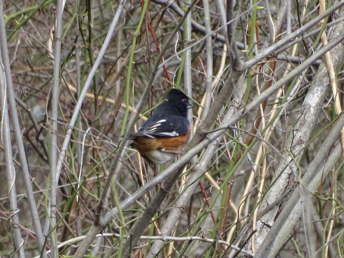 Eastern Towhee - ML211139831