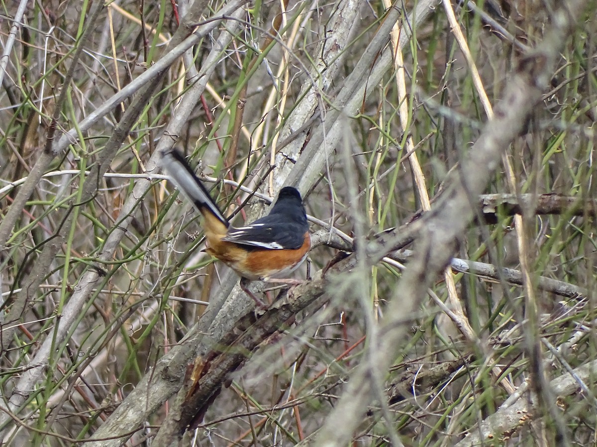 Eastern Towhee - ML211139861