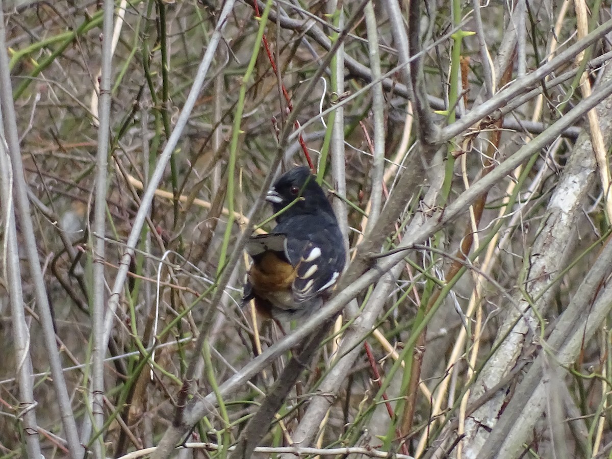 Eastern Towhee - ML211139891