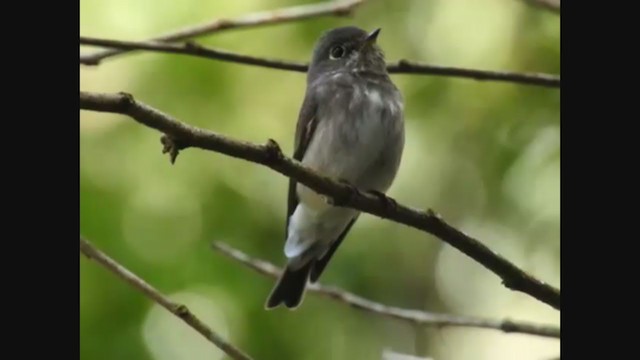 Dark-sided Flycatcher - ML211140551