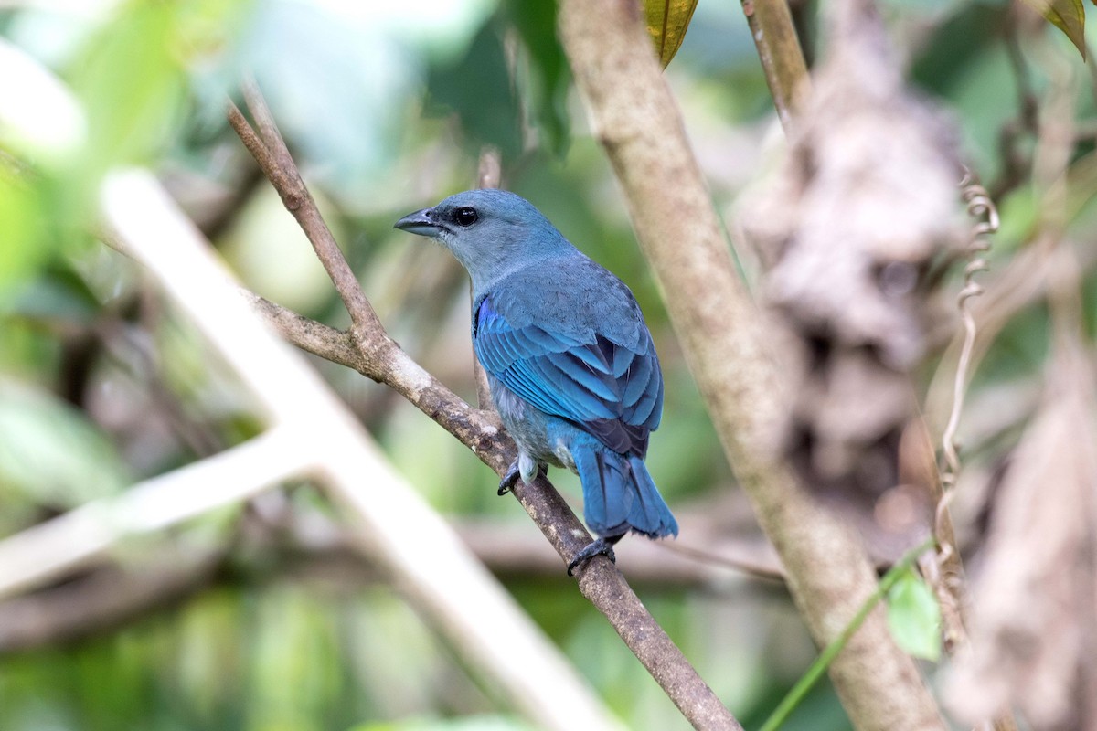 Azure-shouldered Tanager - ML211140741