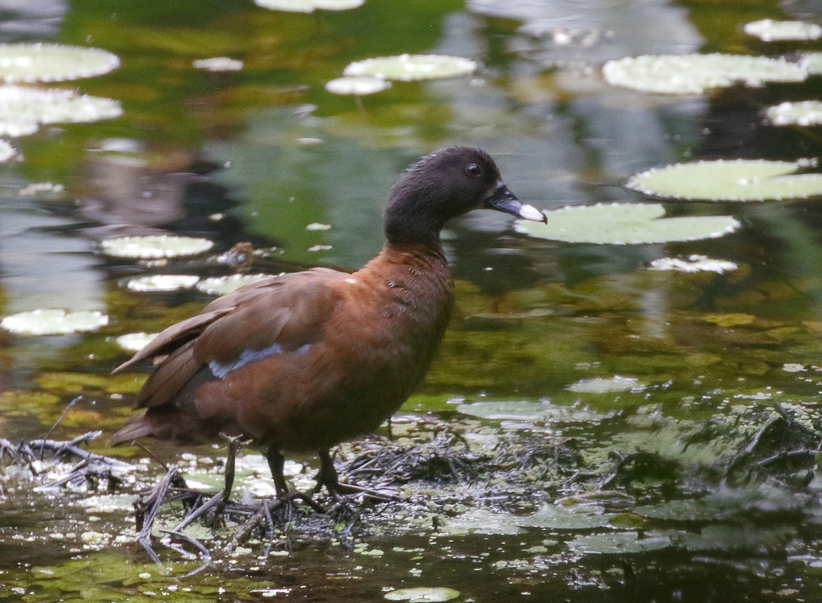 Hartlaub's Duck - Dave Curtis