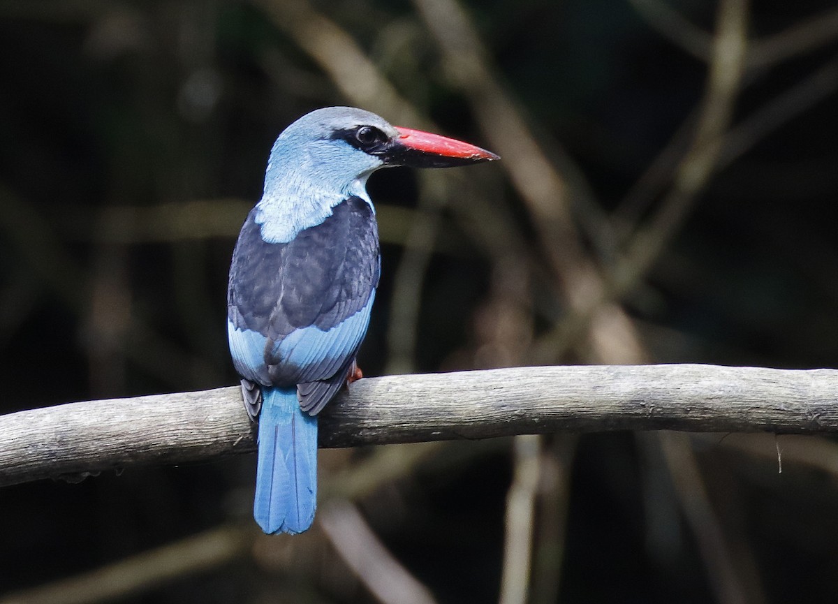 Martin-chasseur à poitrine bleue - ML211141561