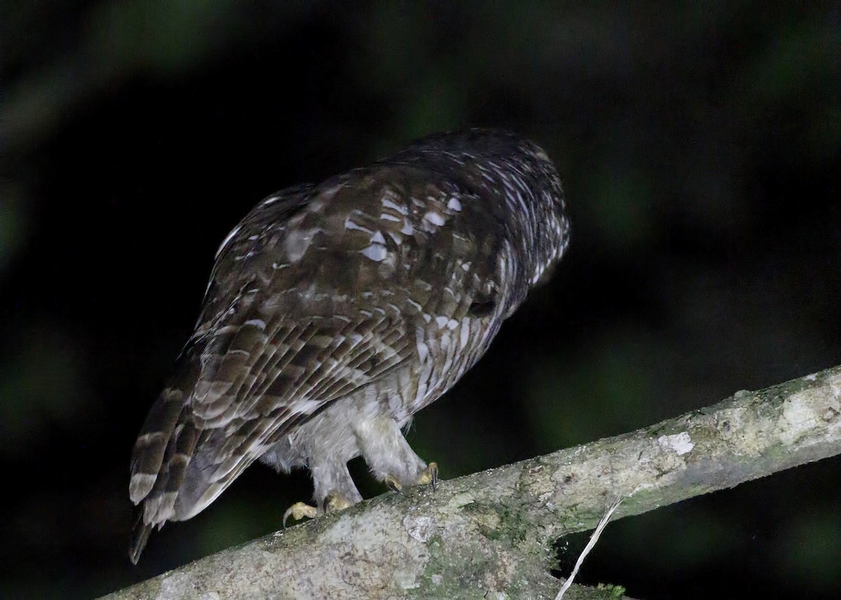 African Wood-Owl - ML211142751