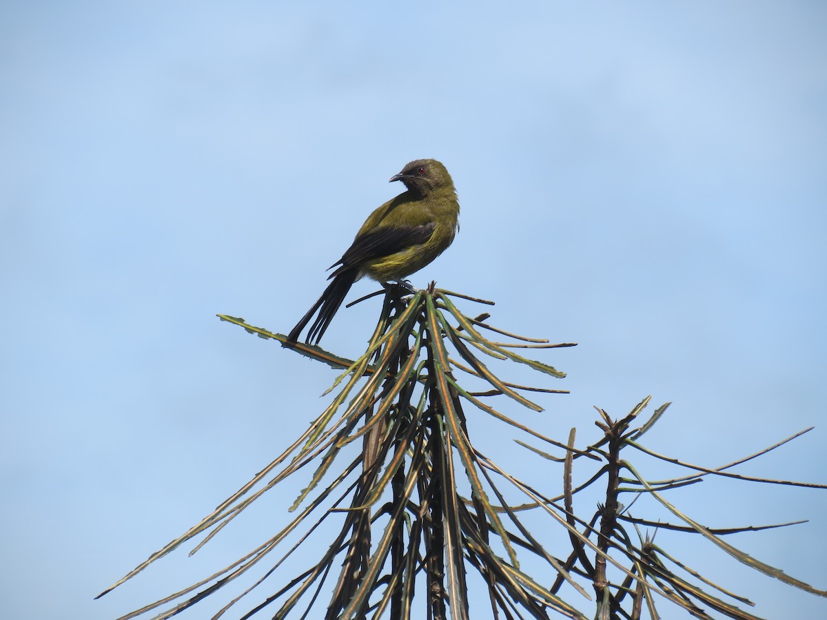 New Zealand Bellbird - ML211143771