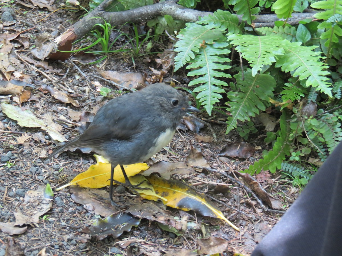 South Island Robin - ML211144211