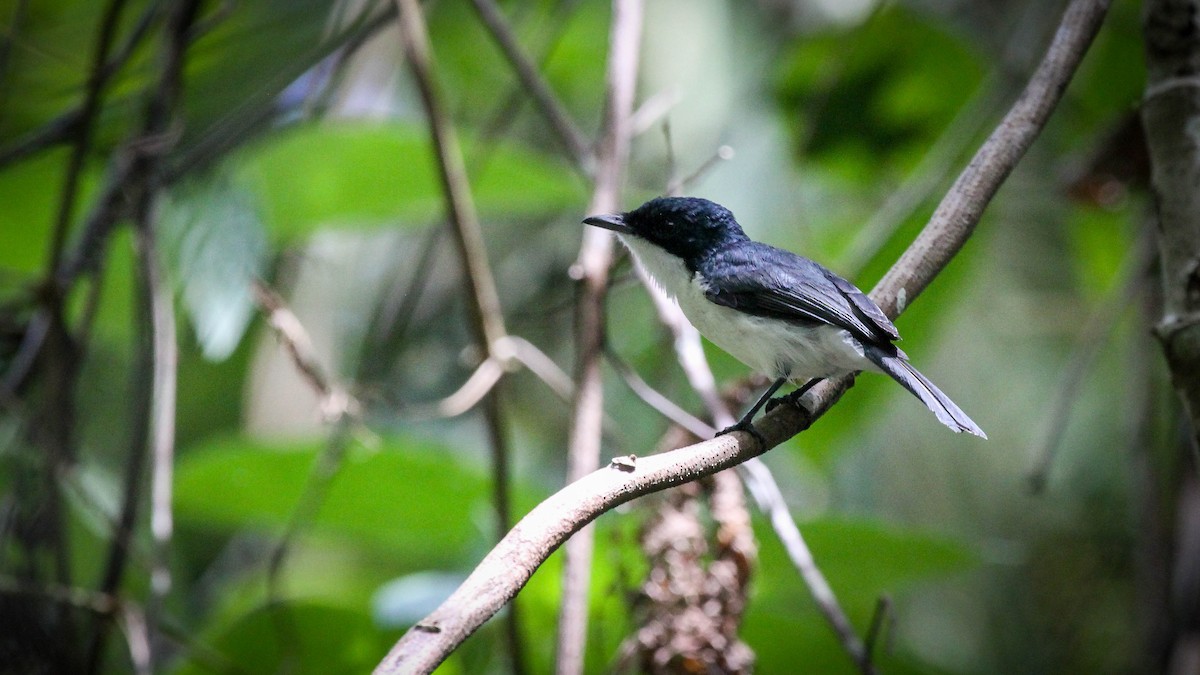 Moluccan Flycatcher - ML211144411