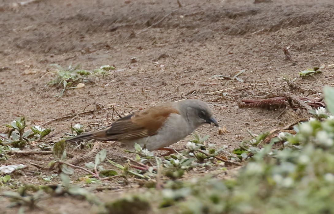 Northern Gray-headed Sparrow - ML211148281
