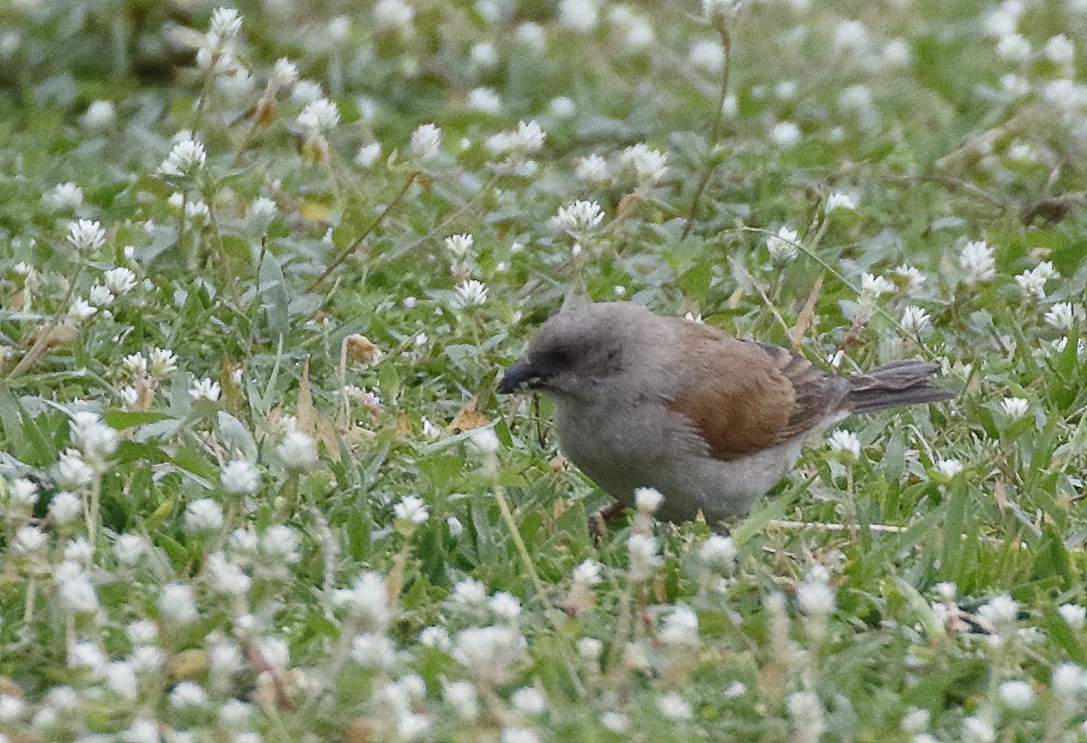 Northern Gray-headed Sparrow - ML211148291