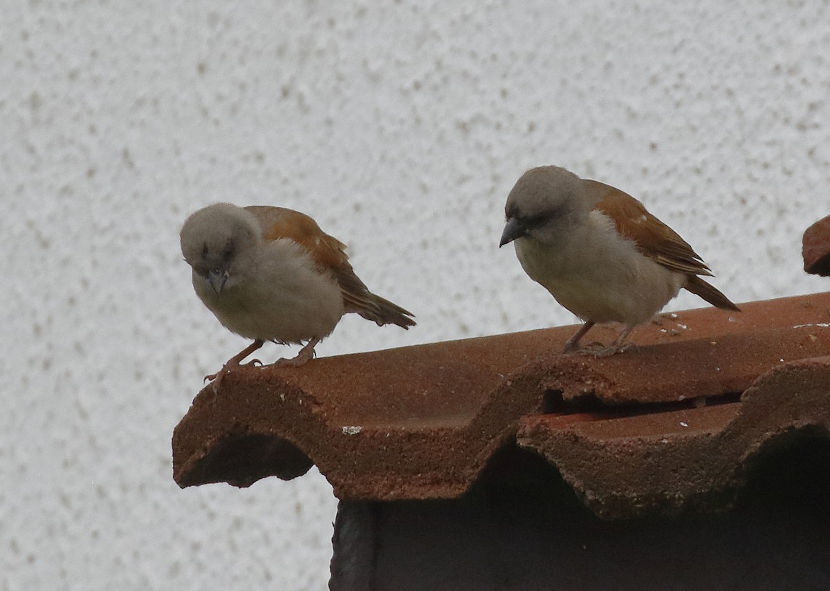 Northern Gray-headed Sparrow - ML211148341