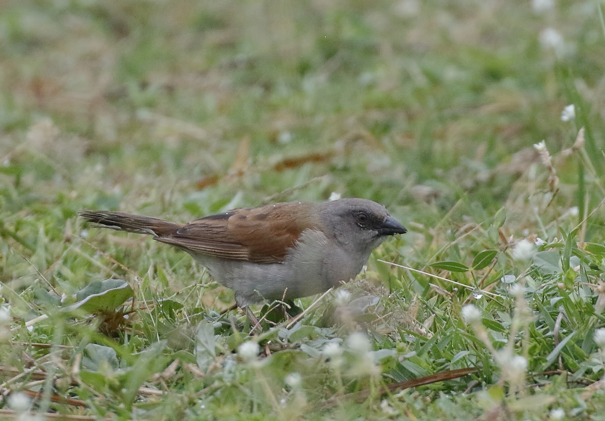 Northern Gray-headed Sparrow - ML211148351
