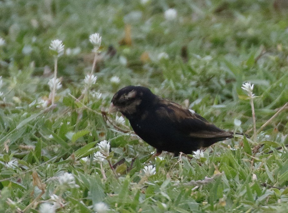 Wilson's Indigobird - ML211148401