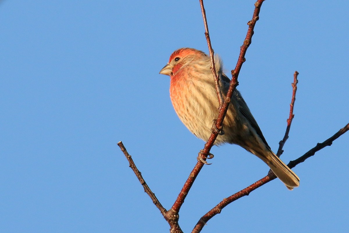 House Finch - Russ Smiley