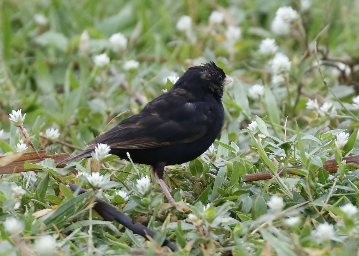 Wilson's Indigobird - ML211148411