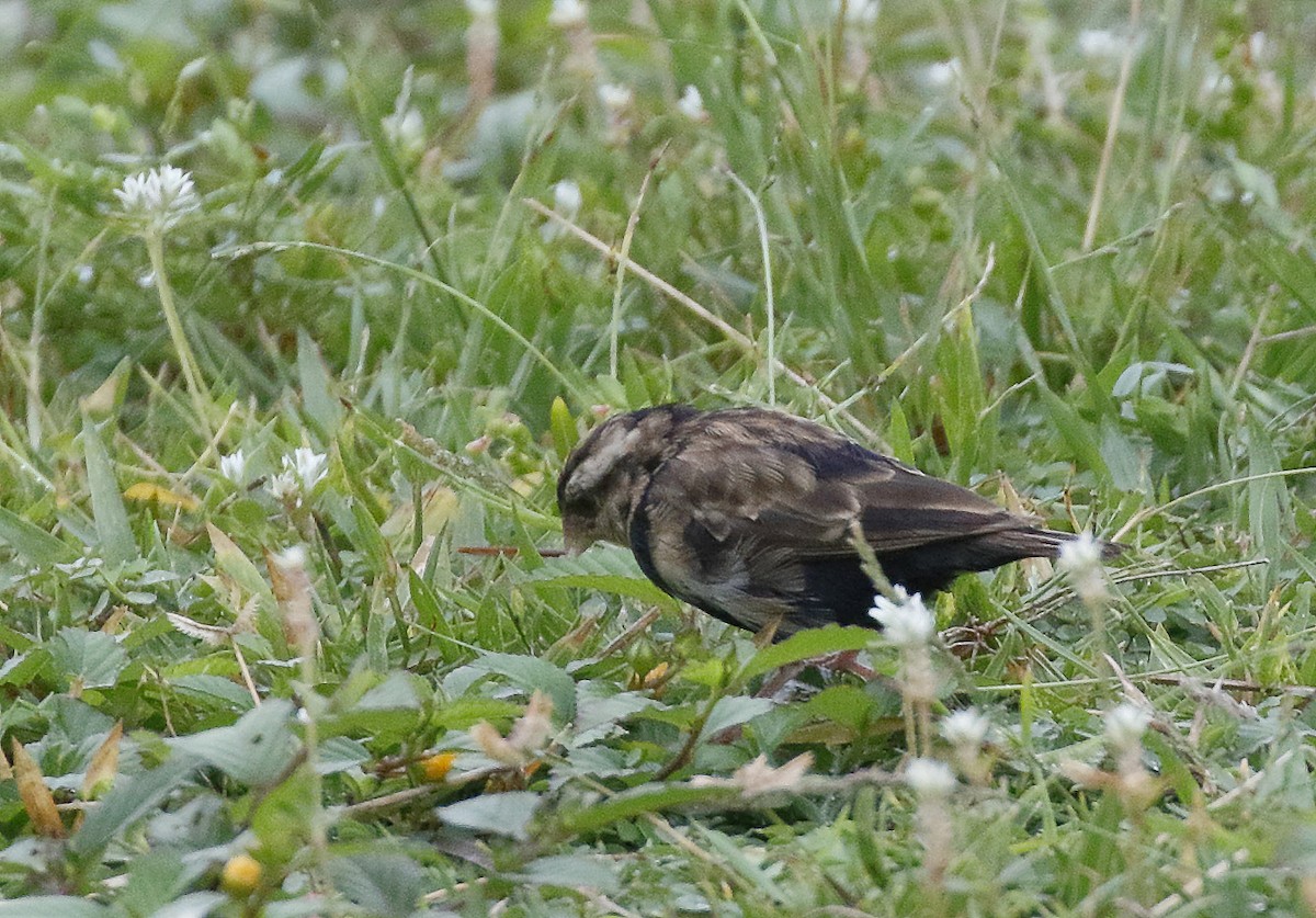 Wilson's Indigobird - ML211148421