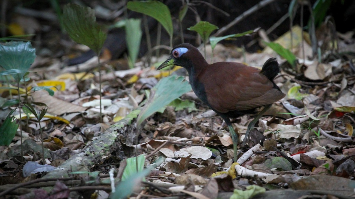 Blue-faced Rail - ML211148541