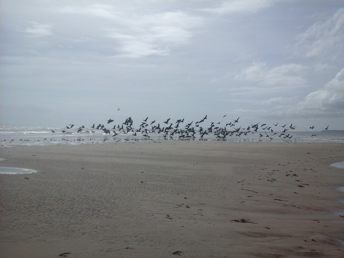 Brown Pelican - ML211148731