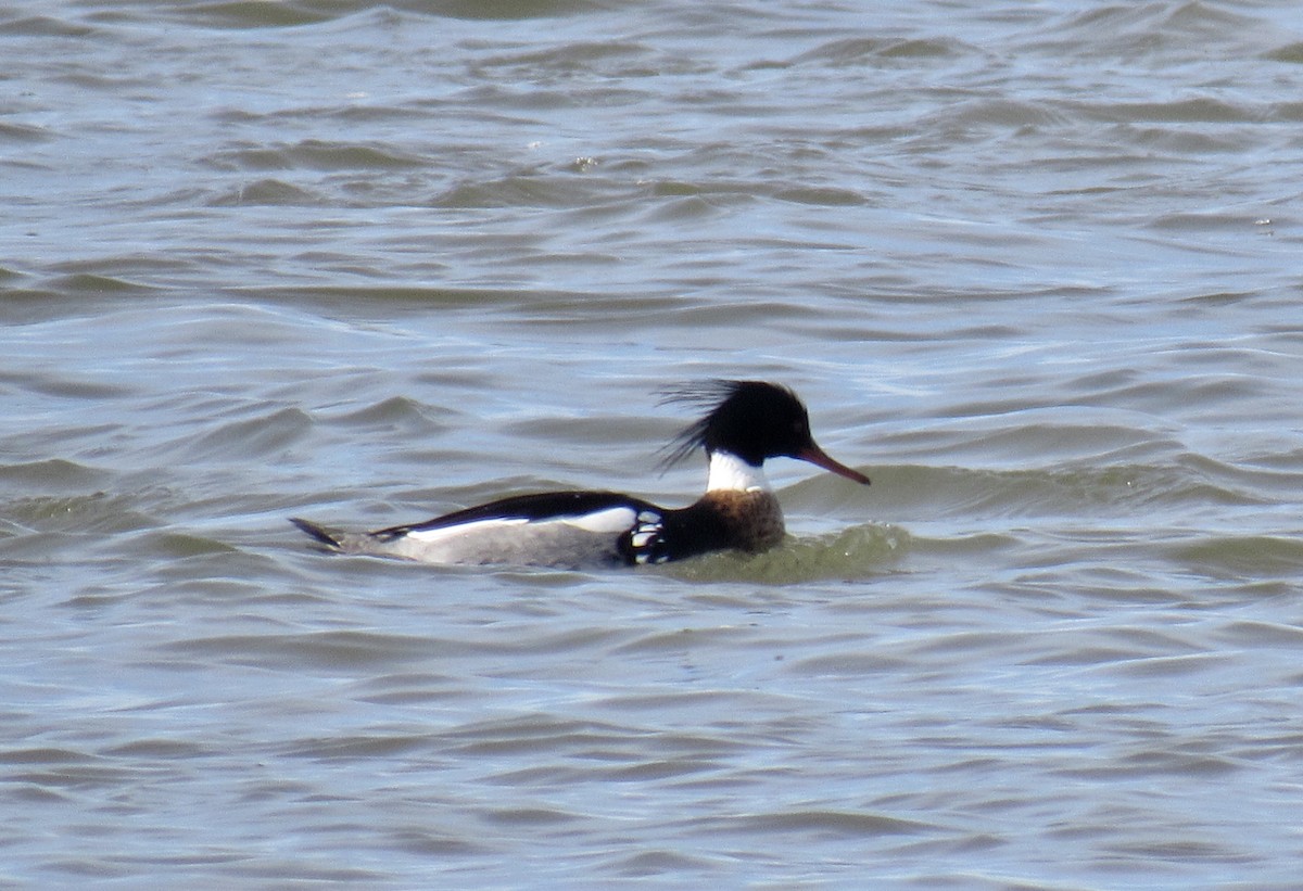 Red-breasted Merganser - Ed Blitch