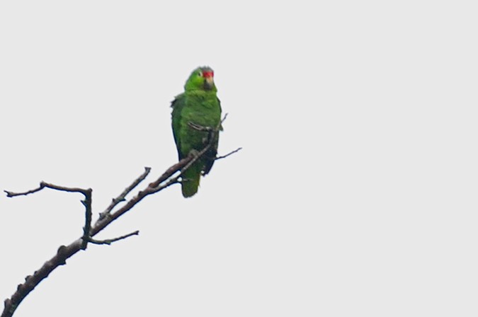 Red-lored Parrot - ML211150461