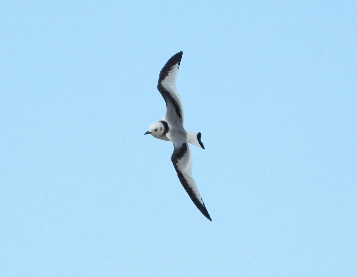 Black-legged Kittiwake - ML211151461