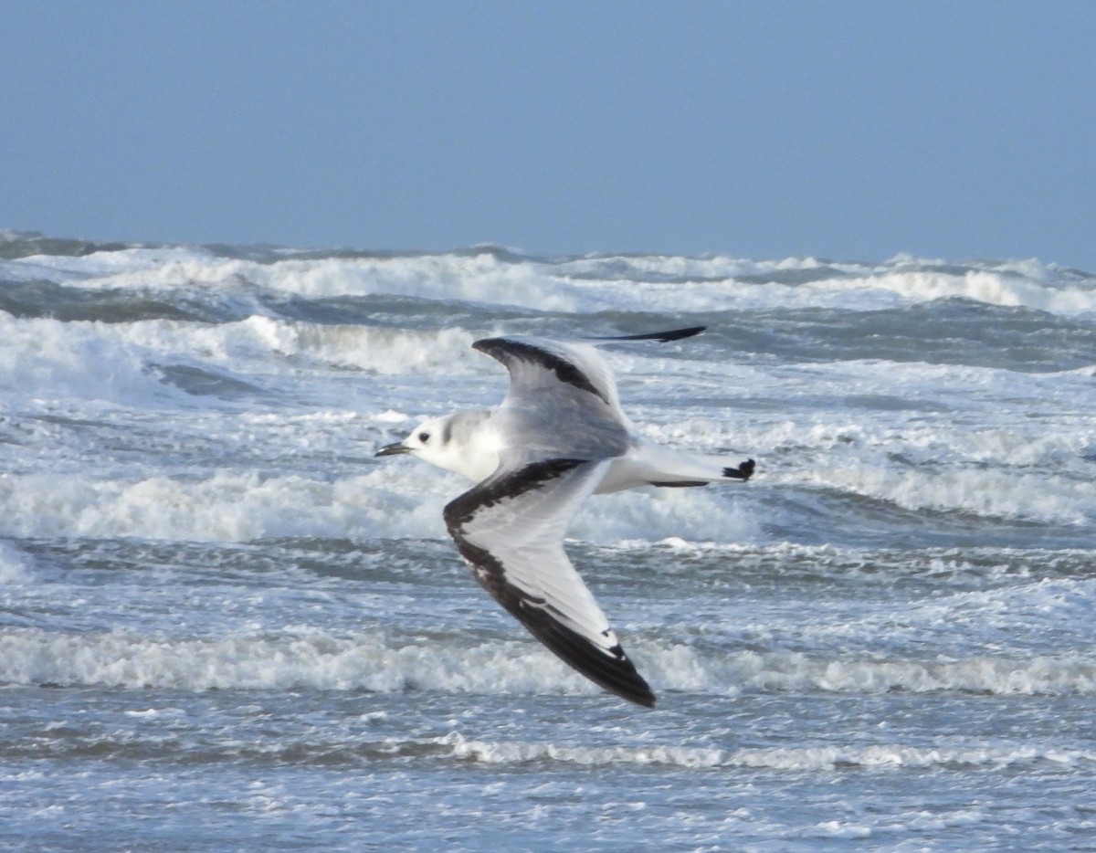 Black-legged Kittiwake - ML211151471