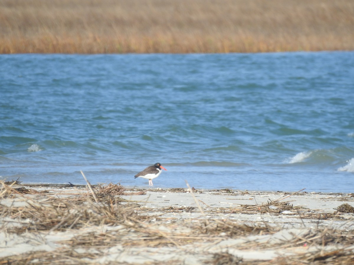 American Oystercatcher - ML211151511