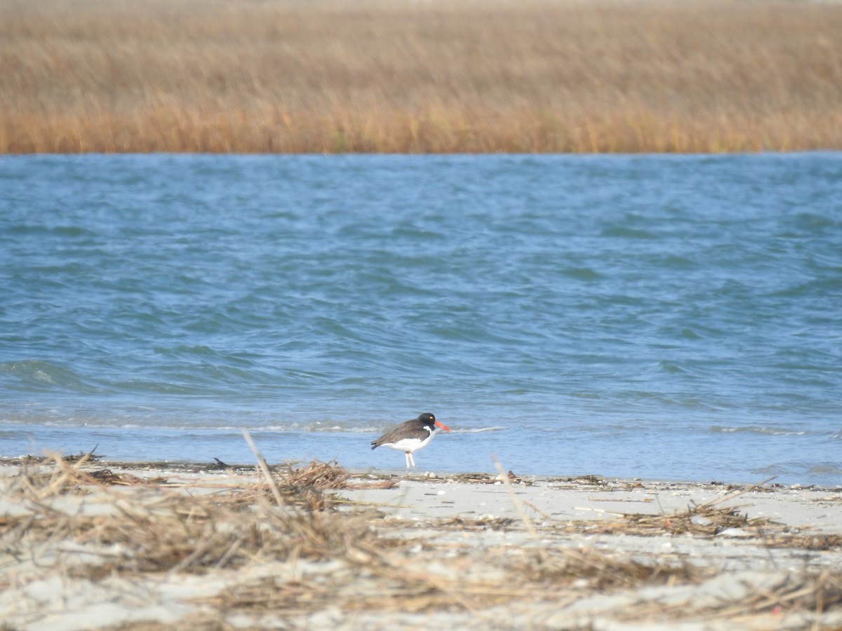 American Oystercatcher - ML211151881