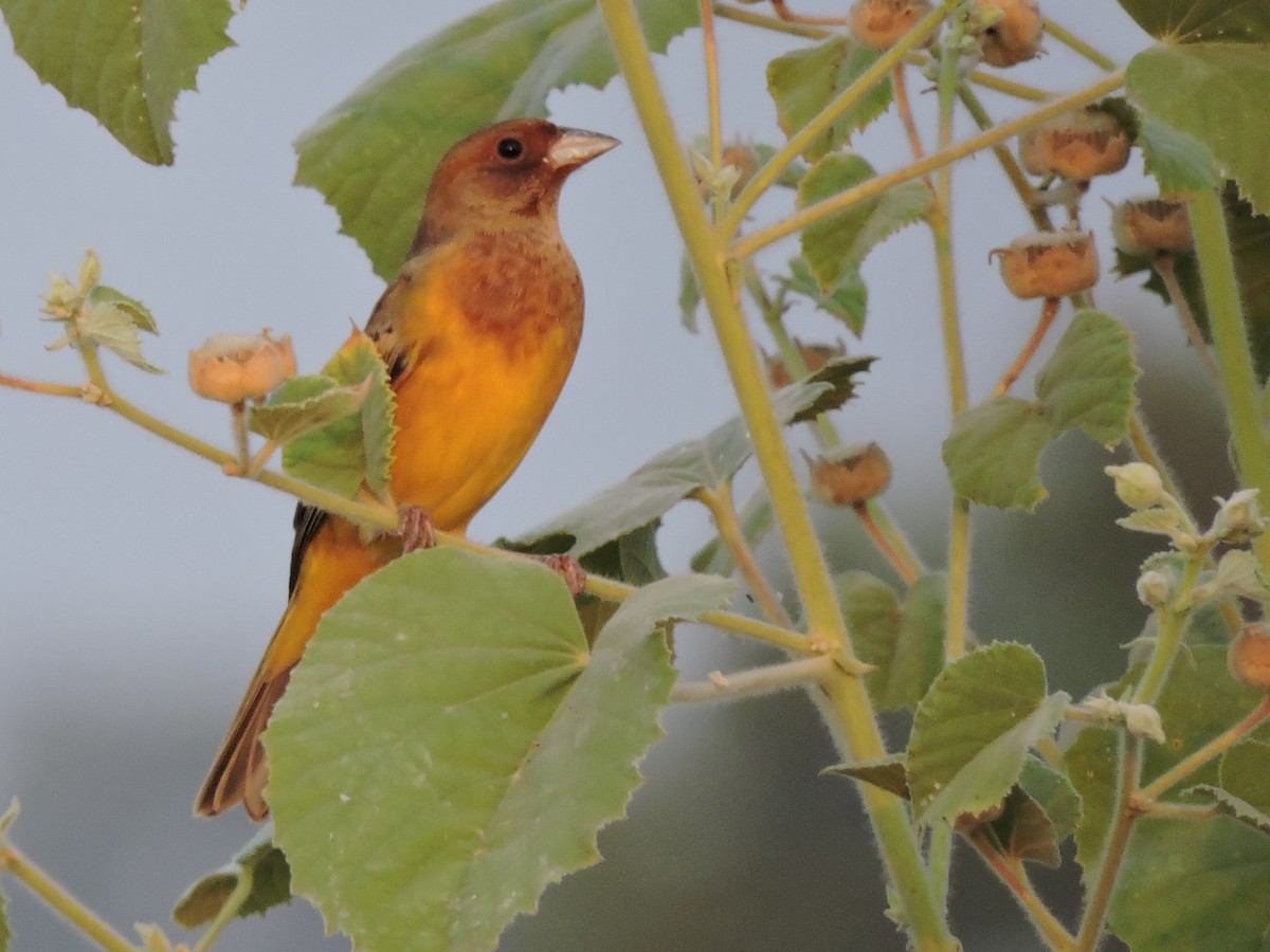 Red-headed Bunting - ML21115211