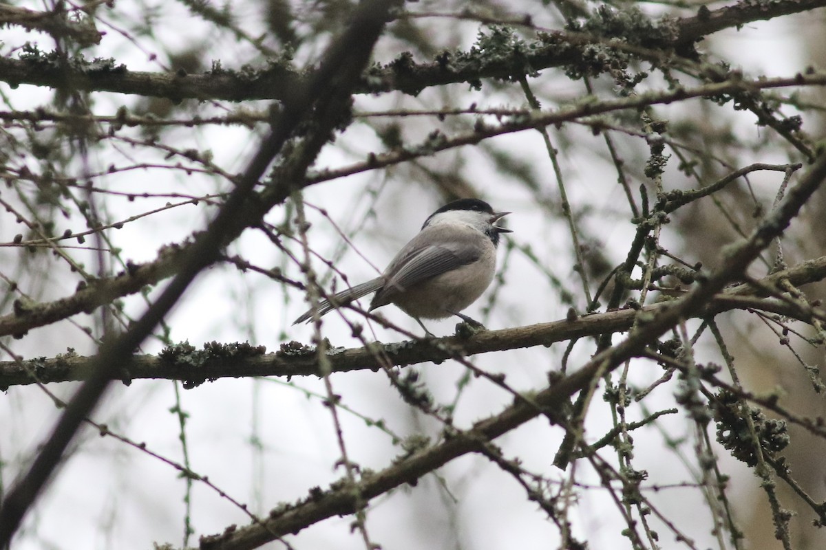 Mésange boréale - ML211152471